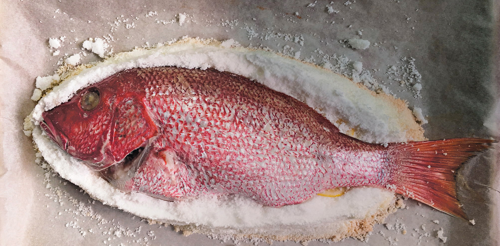 Snapper-Dome