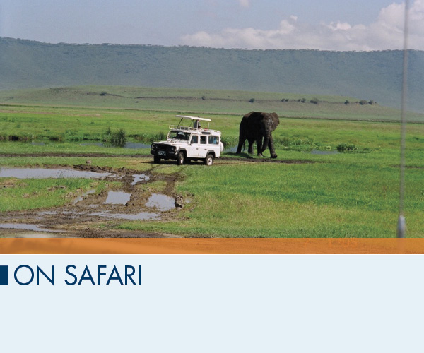 On Safari