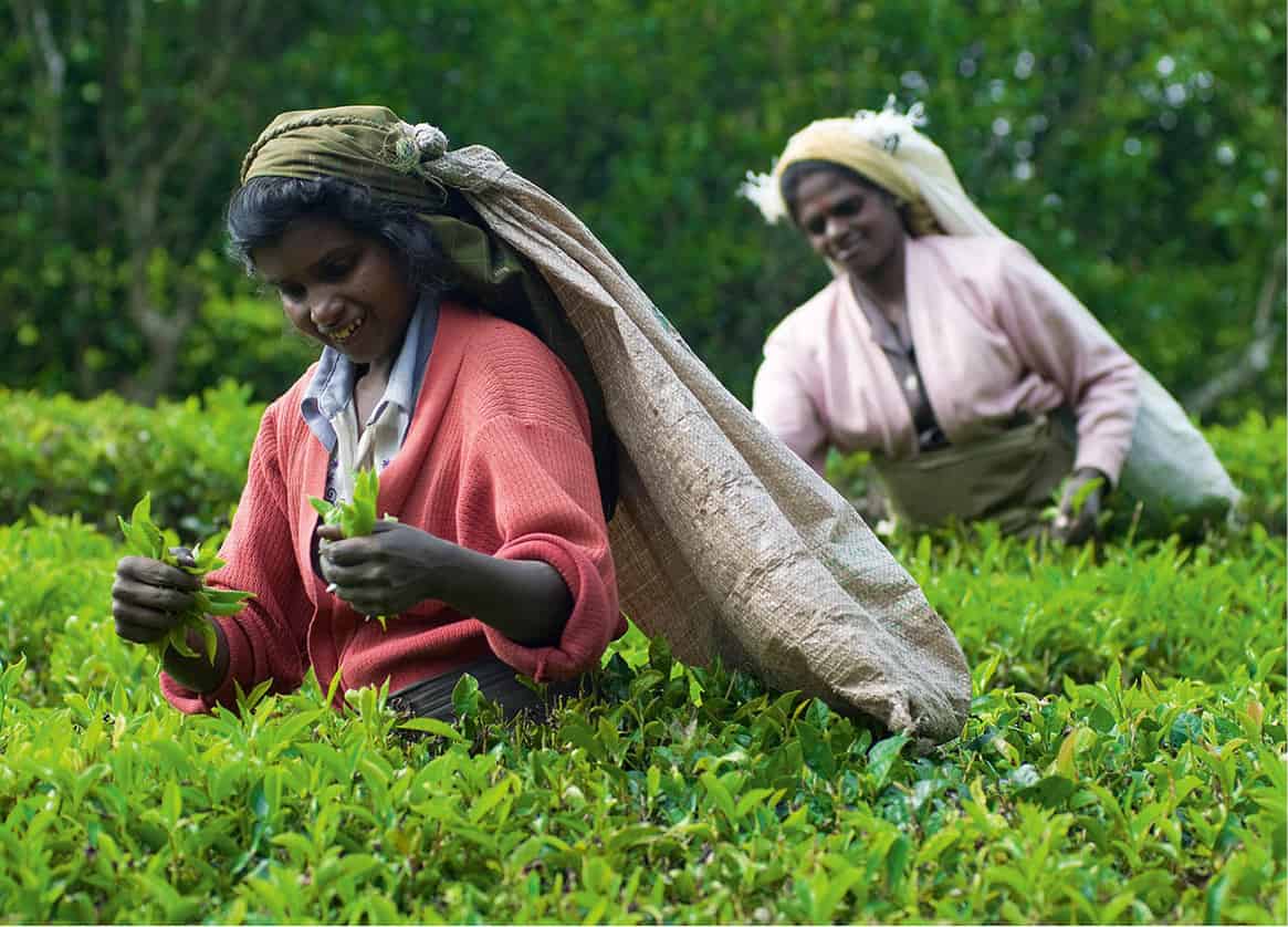 Nuwara_Eiiya-7372_SriLanka_EC