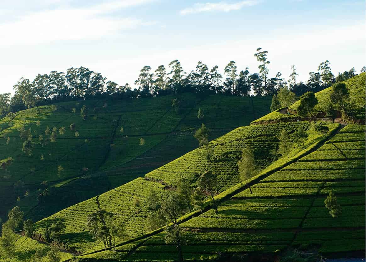 Nuwara_Eiiya-7577_SriLanka_EC