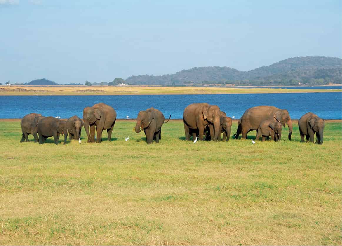 iStock_000010539632Medium_SriLanka_EC