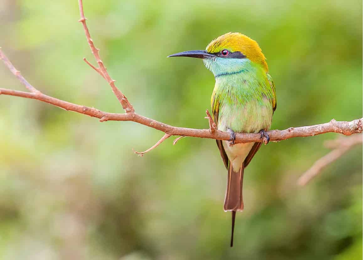 iStock_000022193663Medium_SriLanka_EC