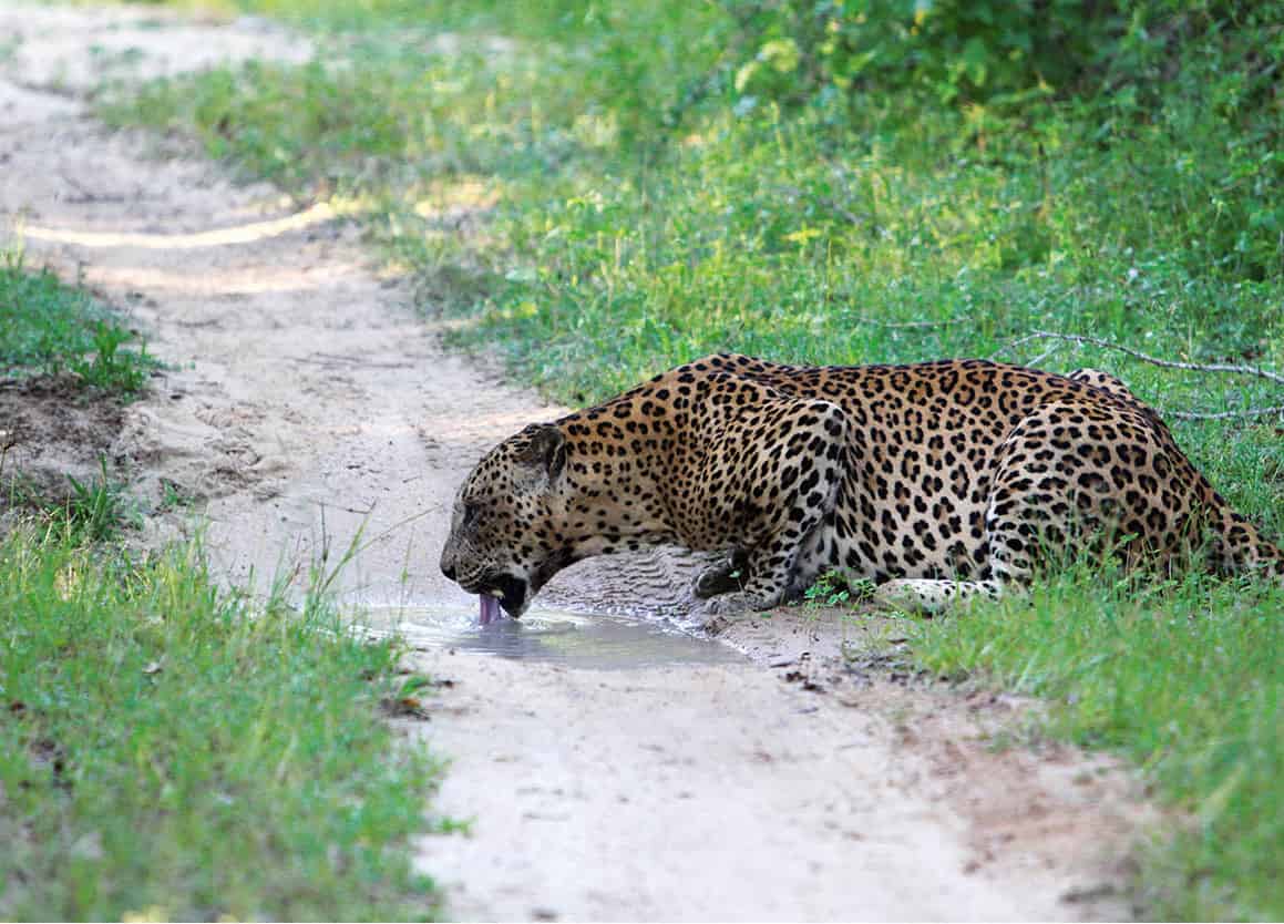 IMG_2670a_SriLanka_EC